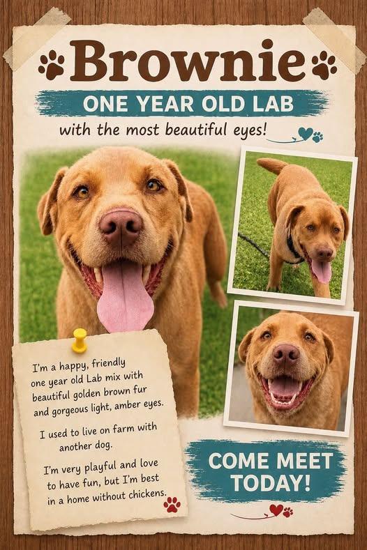 Brownie, Adoptable, Young Male Labrador Retriever.