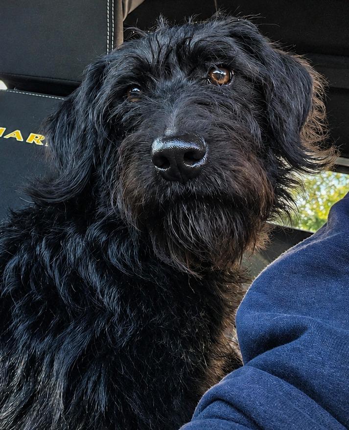 Zephyr, Adopted, Puppy Female Poodle & Border Collie.