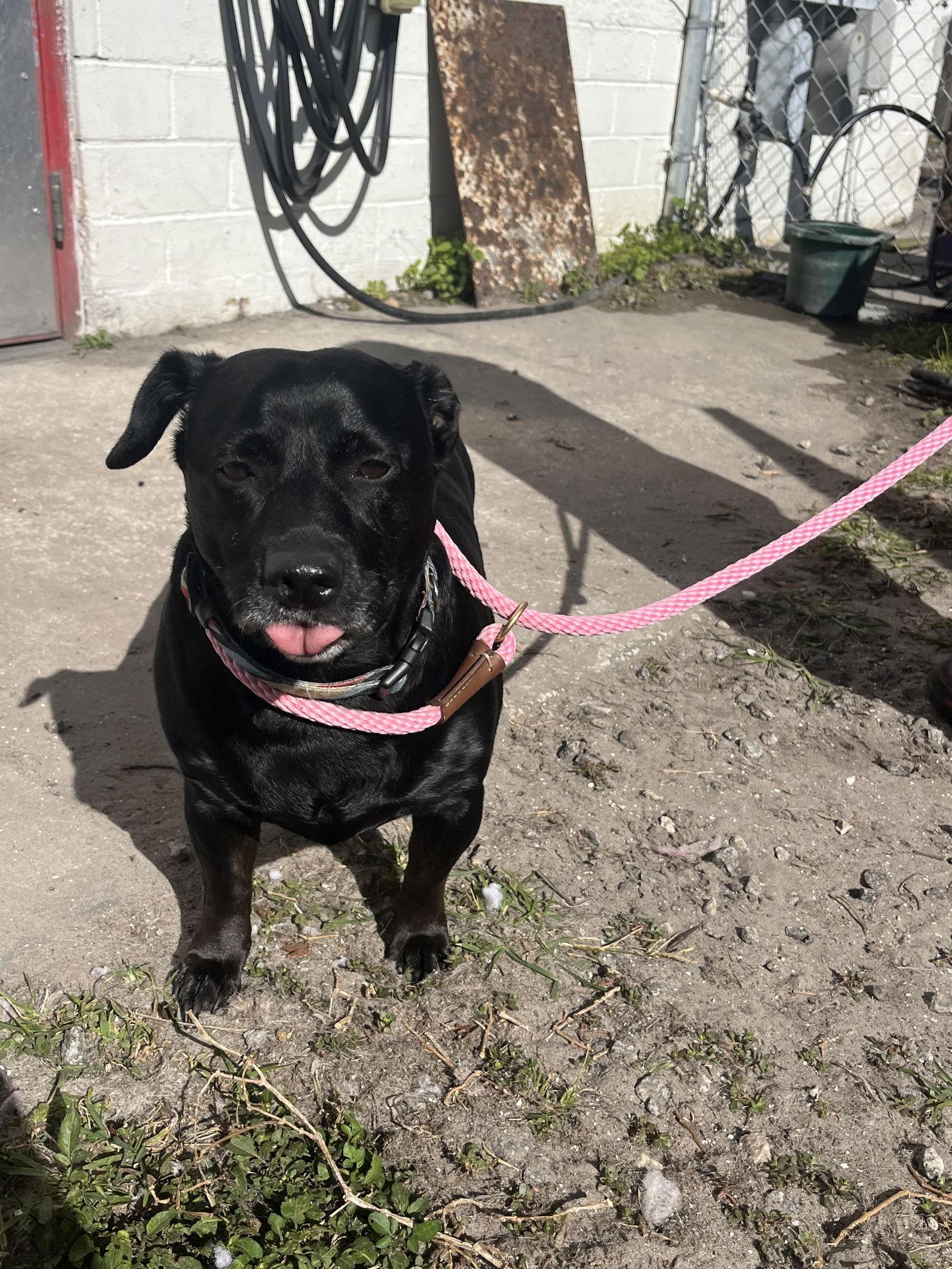 Sweet Pea Bonded With