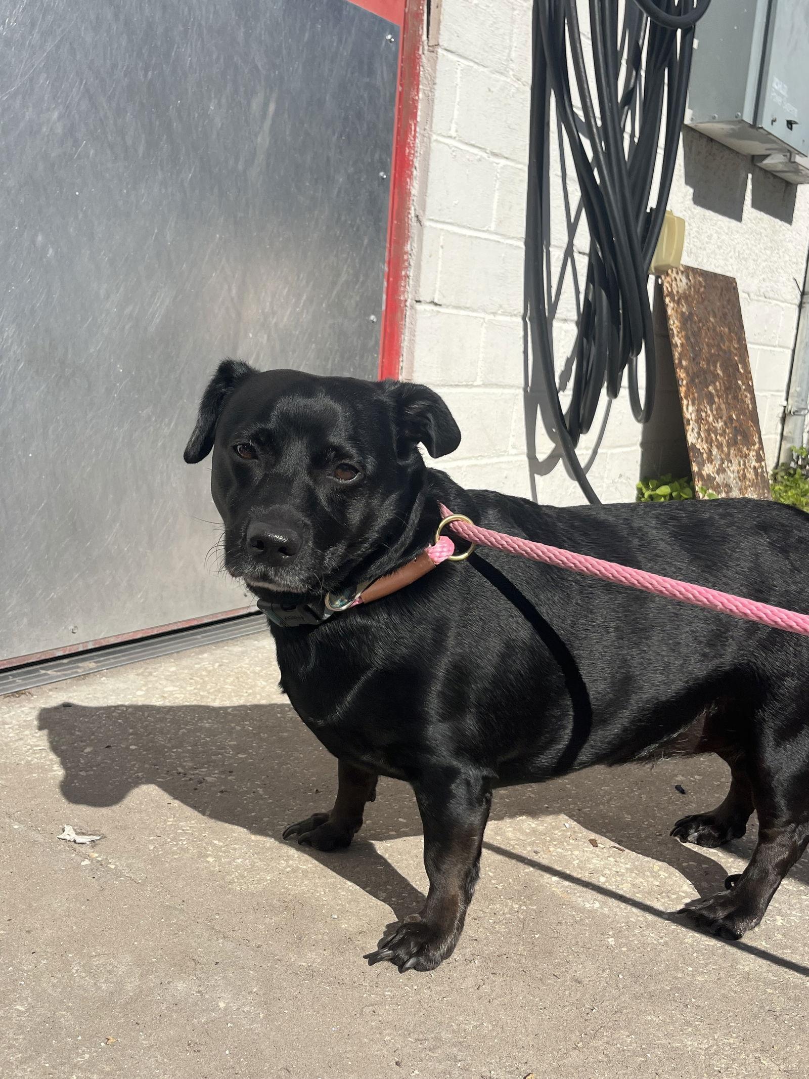 Sweet Pea Bonded With thumbnail 4