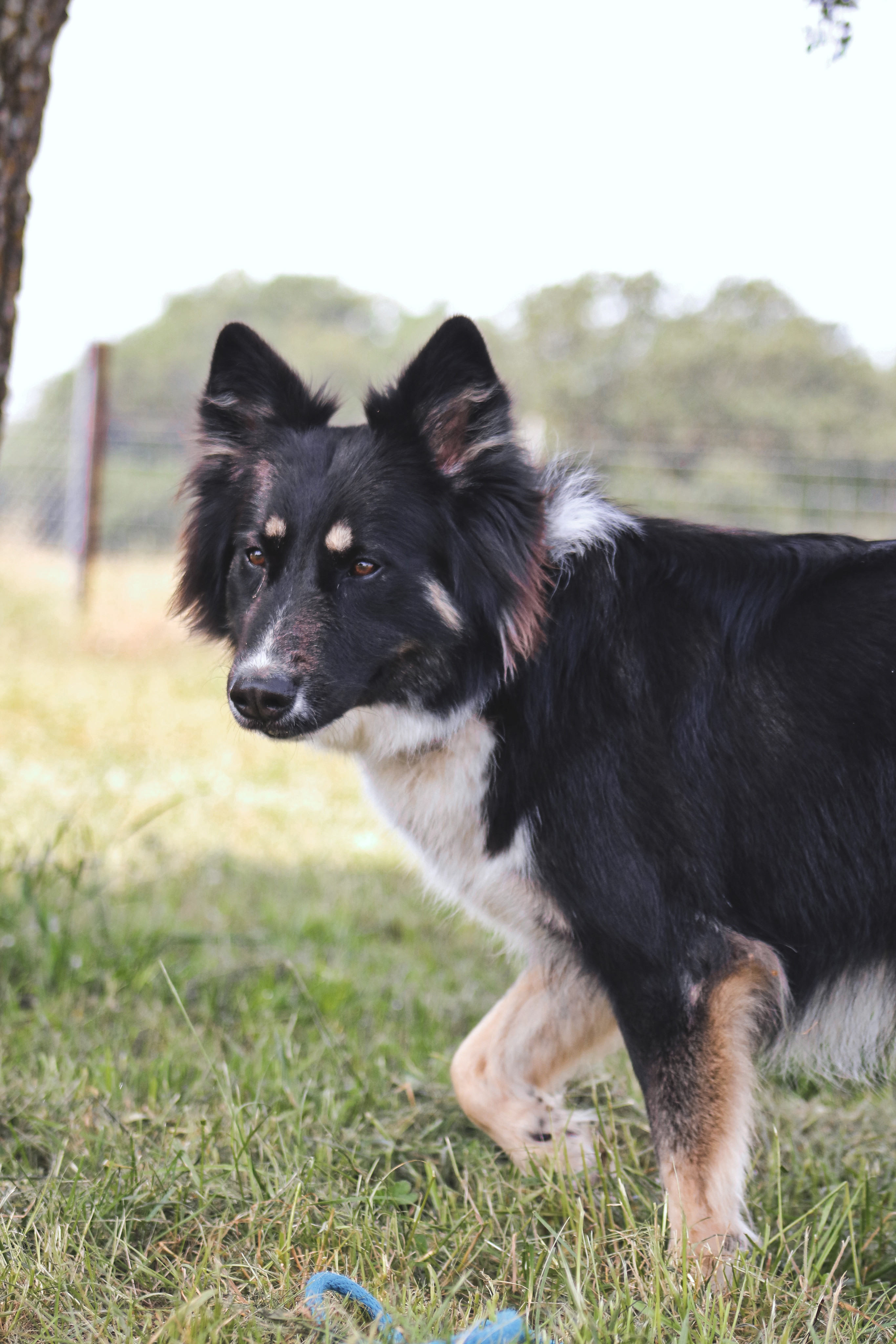 Enlarge Remi, a Adopted mixed breed in Gatesville, TX image 1/6