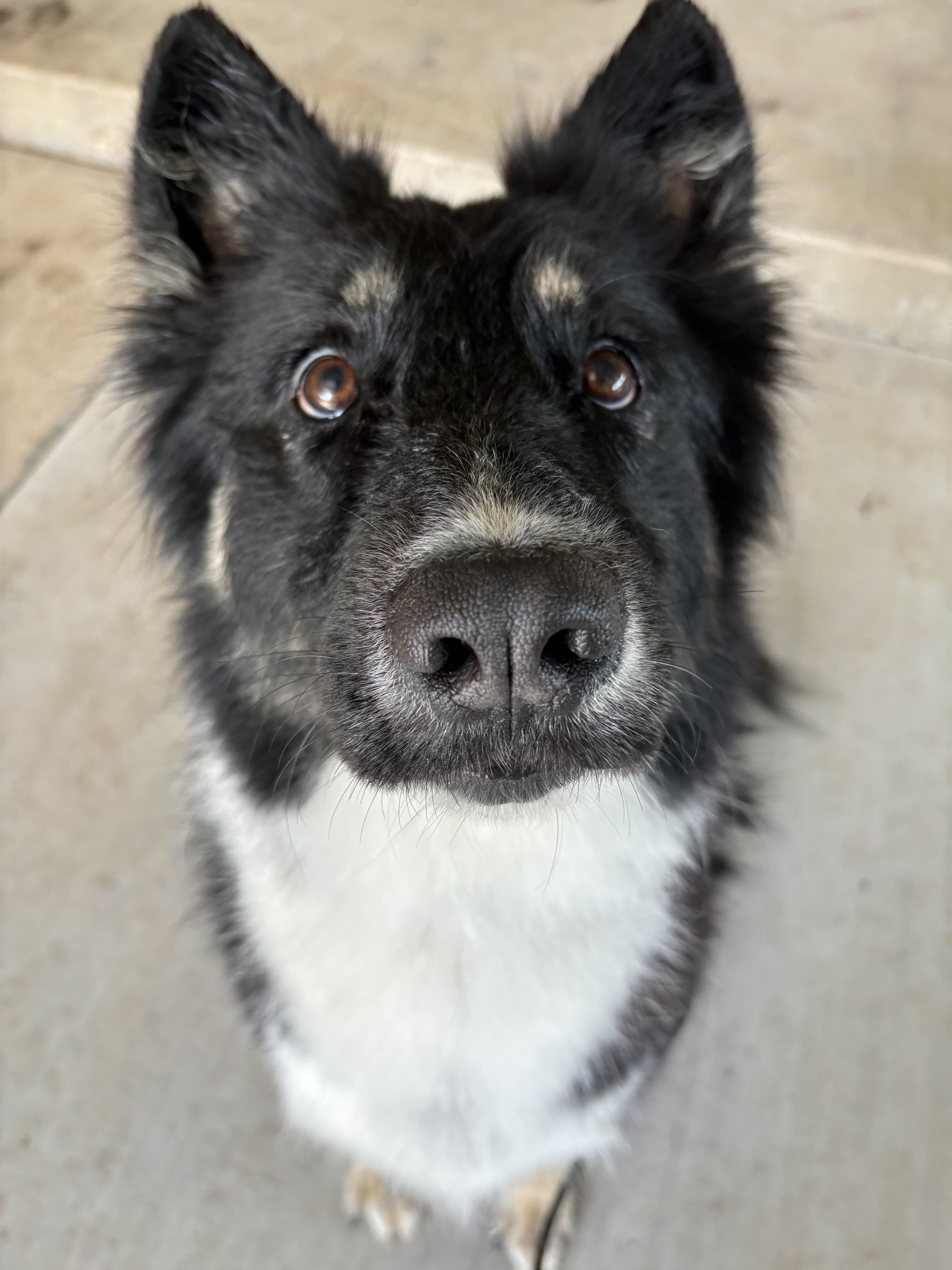 Enlarge Remi, a Adopted mixed breed in Gatesville, TX image 2/6