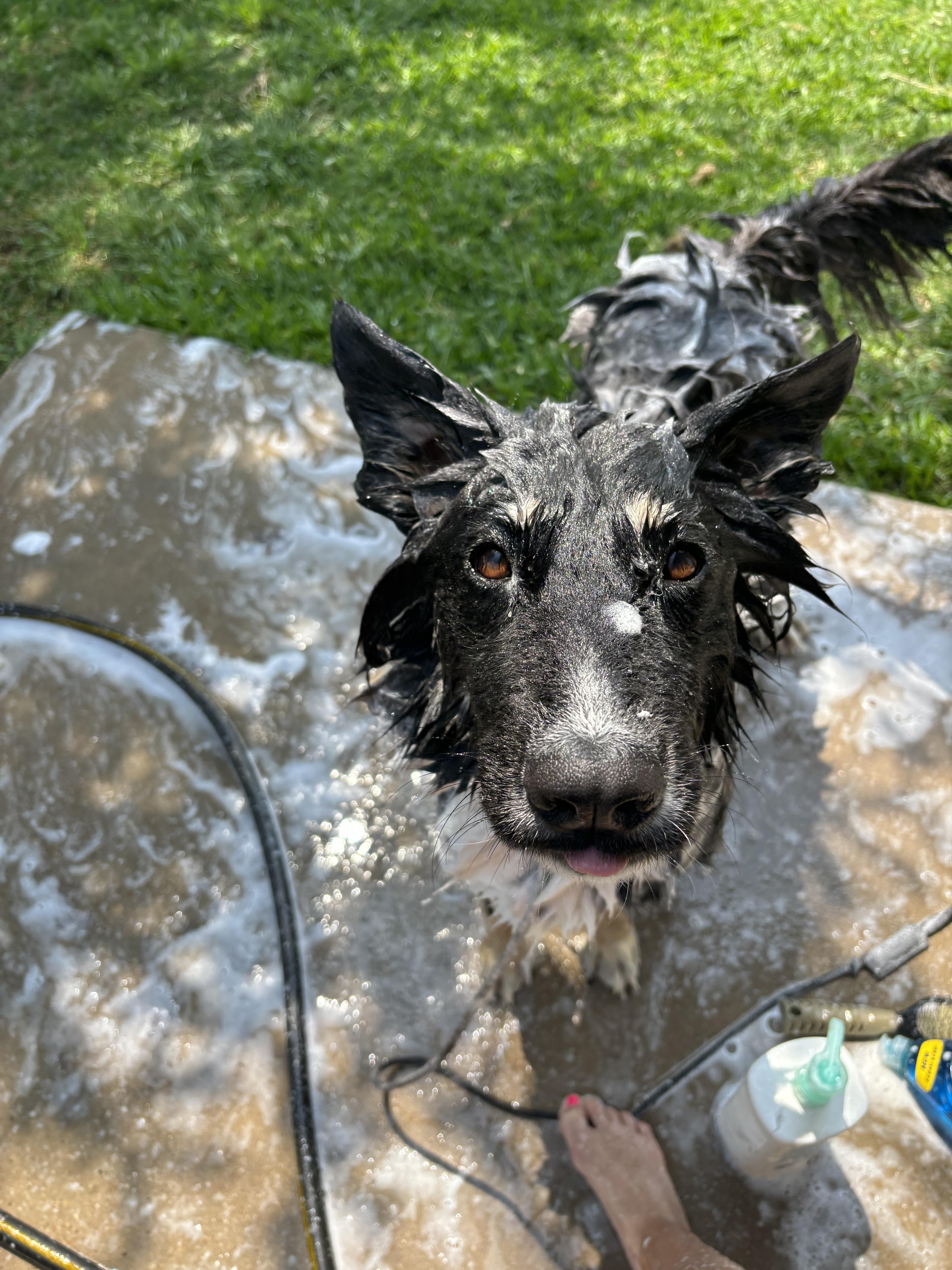 Enlarge Remi, a Adopted mixed breed in Gatesville, TX image 3/6