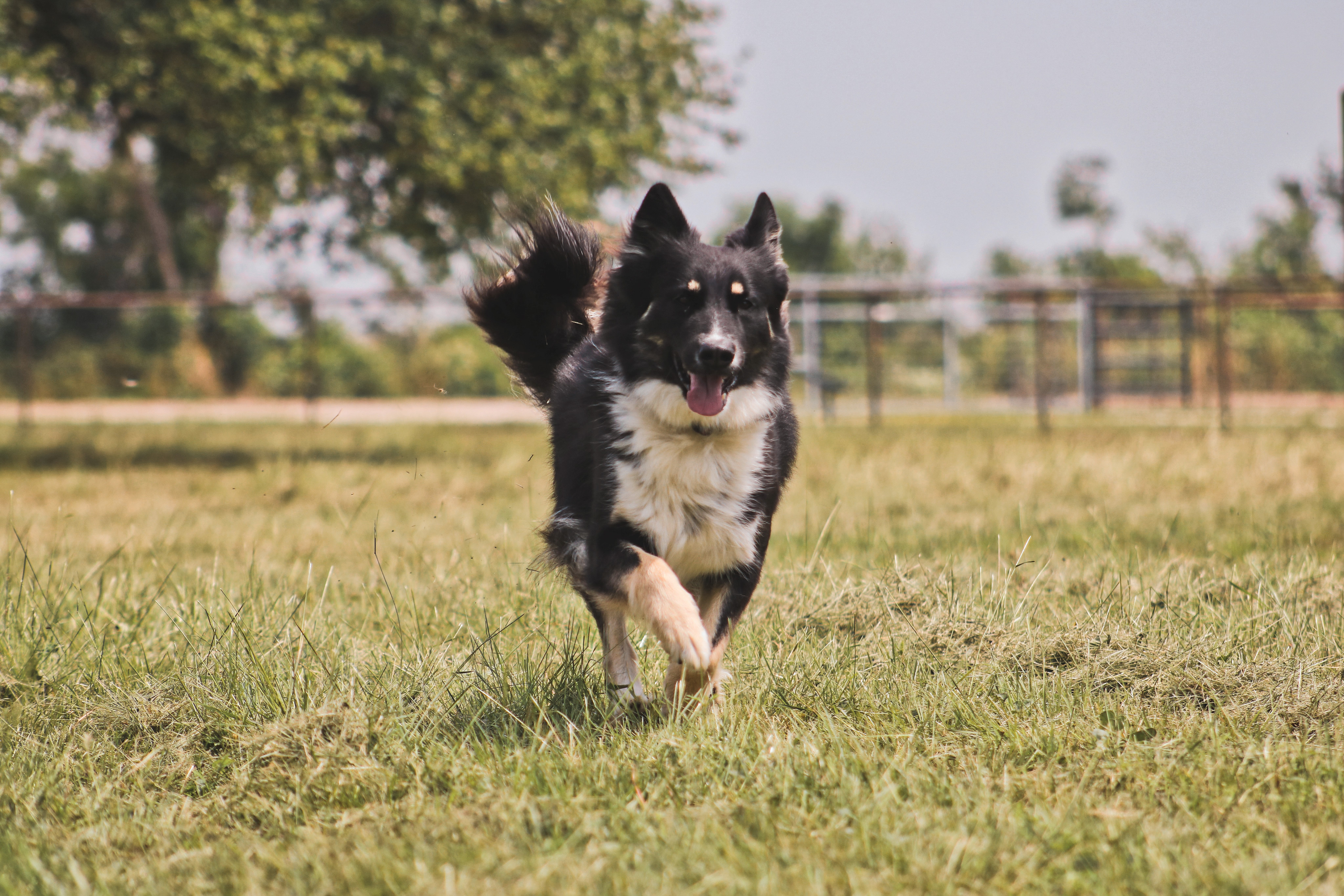 Enlarge Remi, a Adopted mixed breed in Gatesville, TX image 4/6