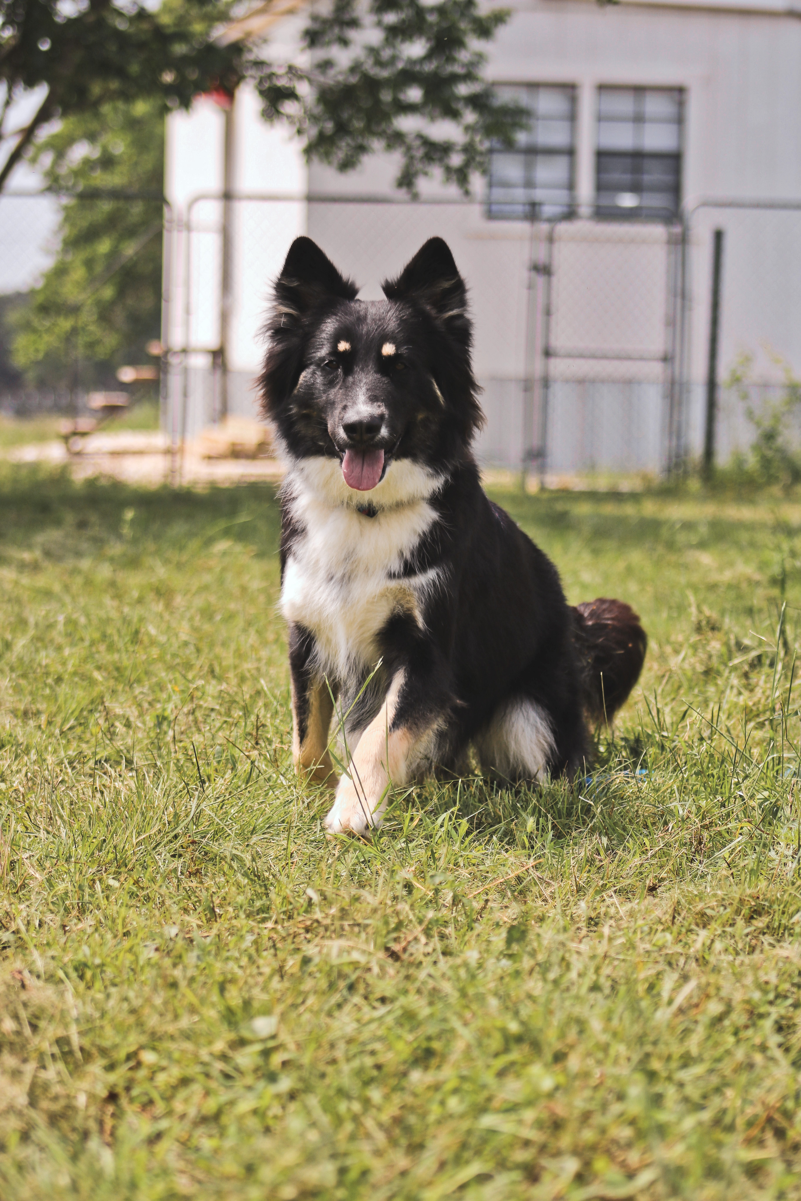 Enlarge Remi, a Adopted mixed breed in Gatesville, TX image 5/6