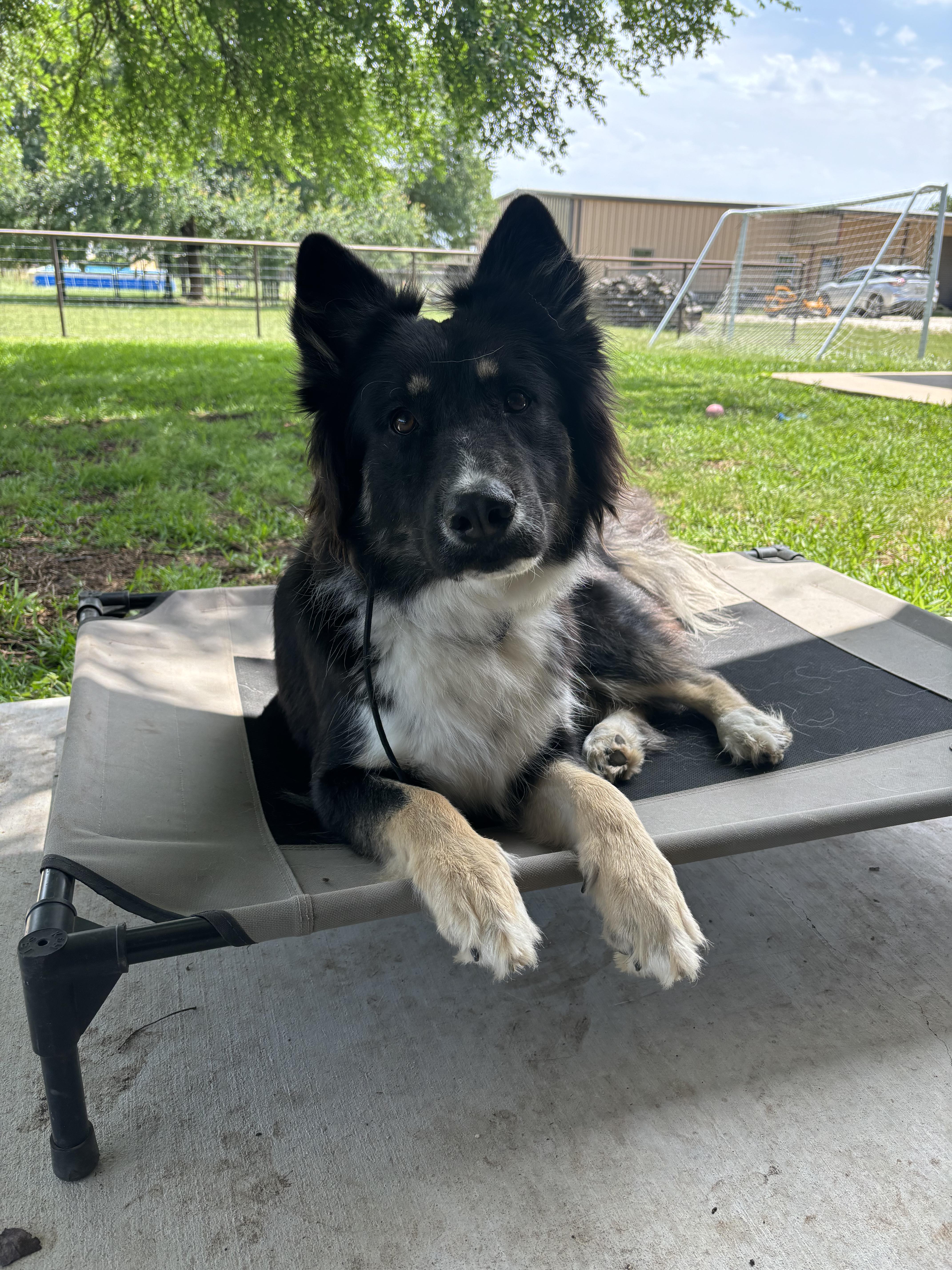 Enlarge Remi, a Adopted mixed breed in Gatesville, TX image 6/6