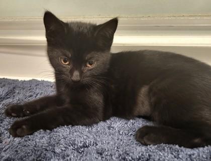 Gabby, Adoptable, Young Female Domestic Short Hair & Domestic Short Hair.