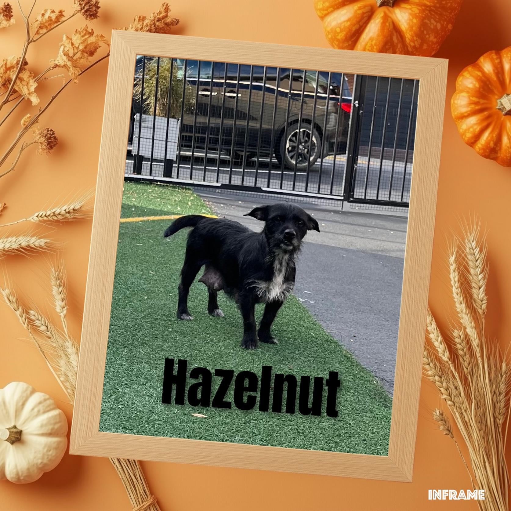 Hazelnut