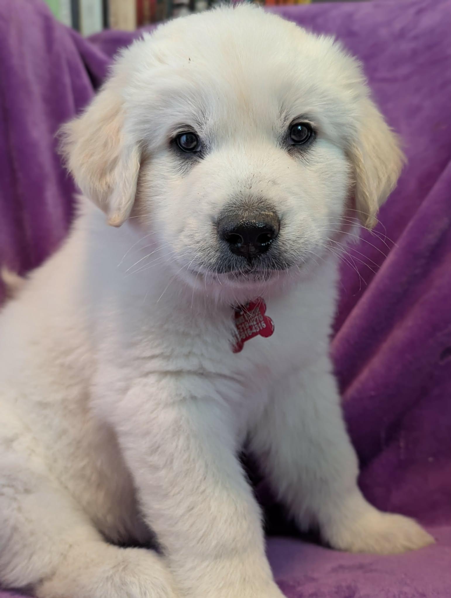 Orbit, a ADOPTABLE Great Pyrenees in Kiowa, OK image 1/6
