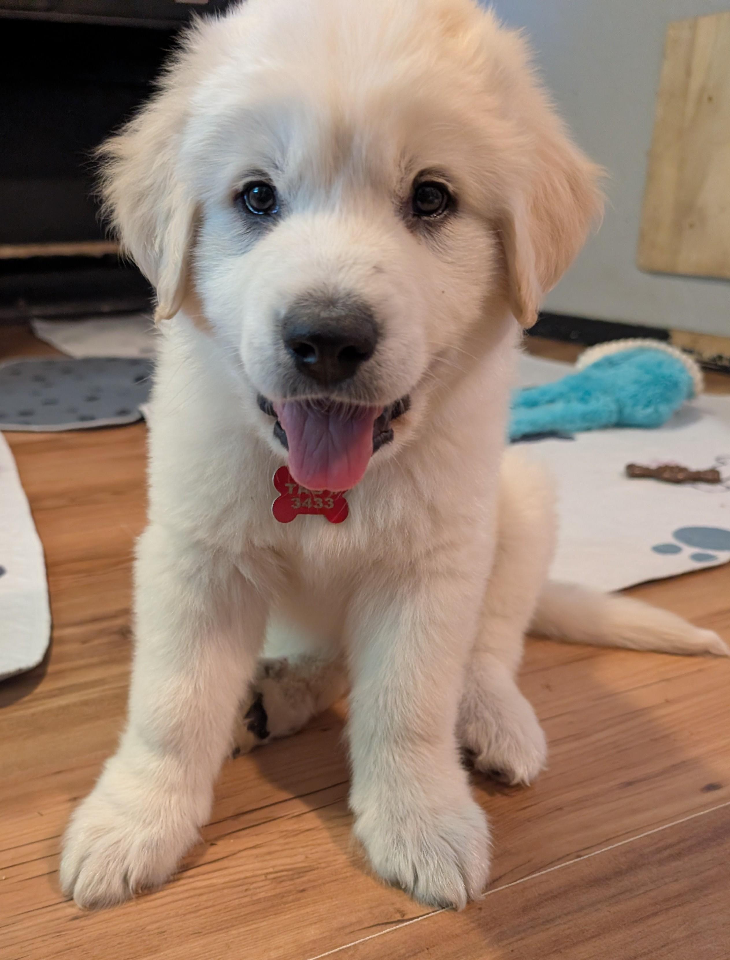 Orbit, a ADOPTABLE Great Pyrenees in Kiowa, OK image 3/6
