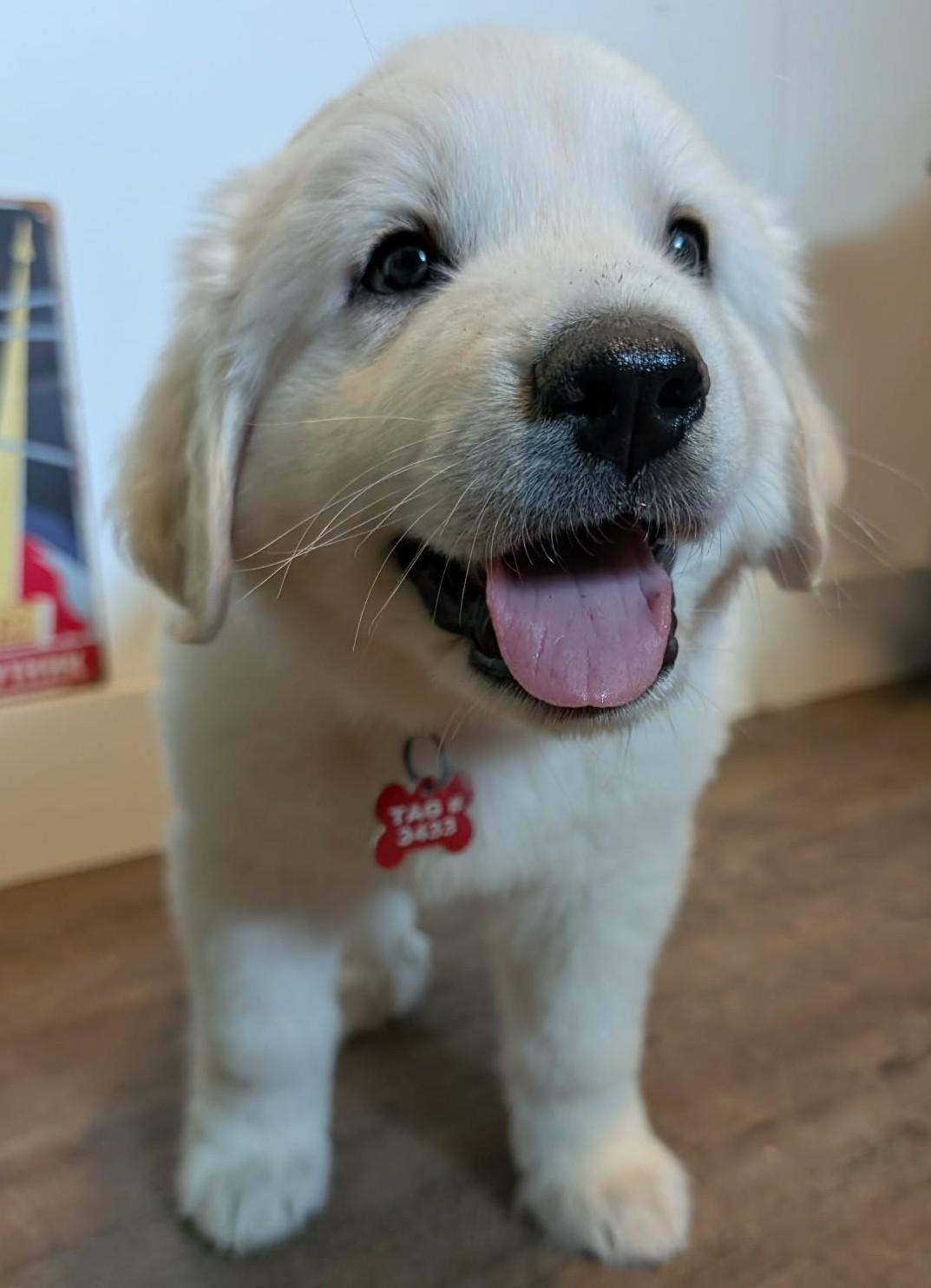 Orbit, a ADOPTABLE Great Pyrenees in Kiowa, OK image 4/6