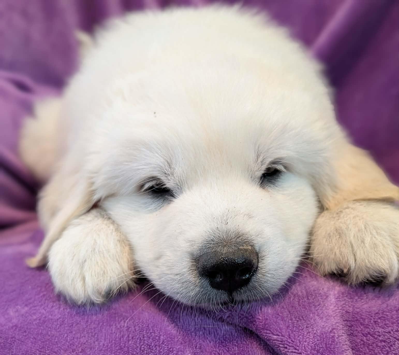 Orbit, a ADOPTABLE Great Pyrenees in Kiowa, OK image 2/6