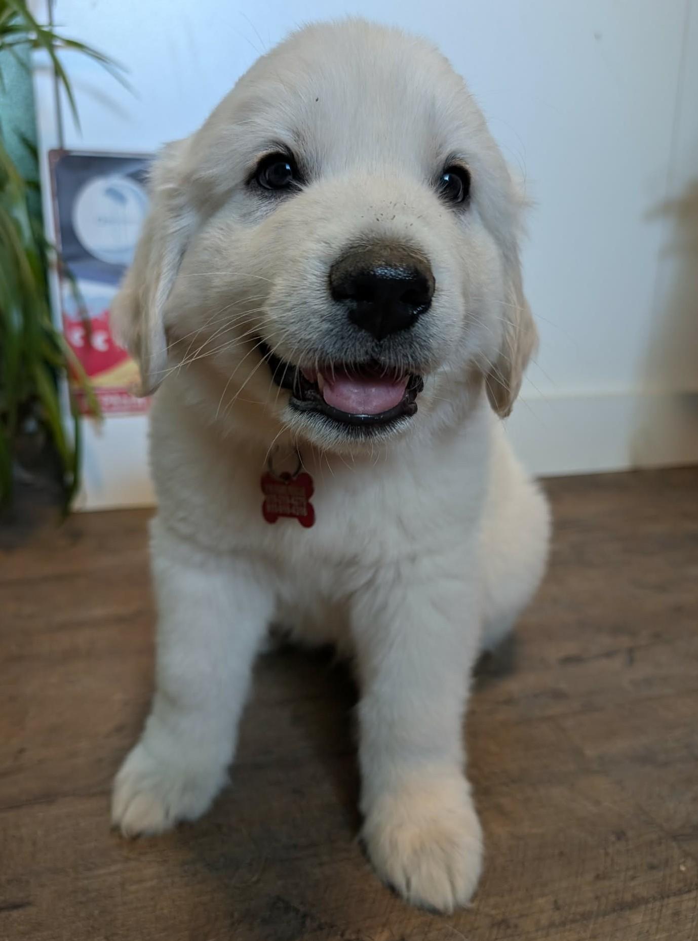 Orbit, a ADOPTABLE Great Pyrenees in Kiowa, OK image 6/6
