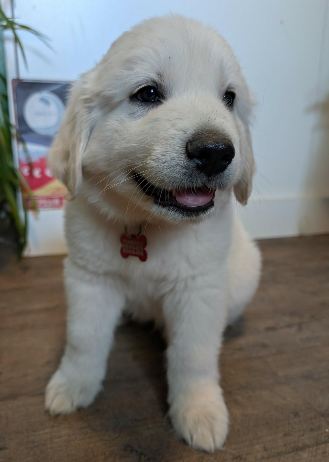 Orbit, a ADOPTABLE Great Pyrenees in Kiowa, OK image 5/6