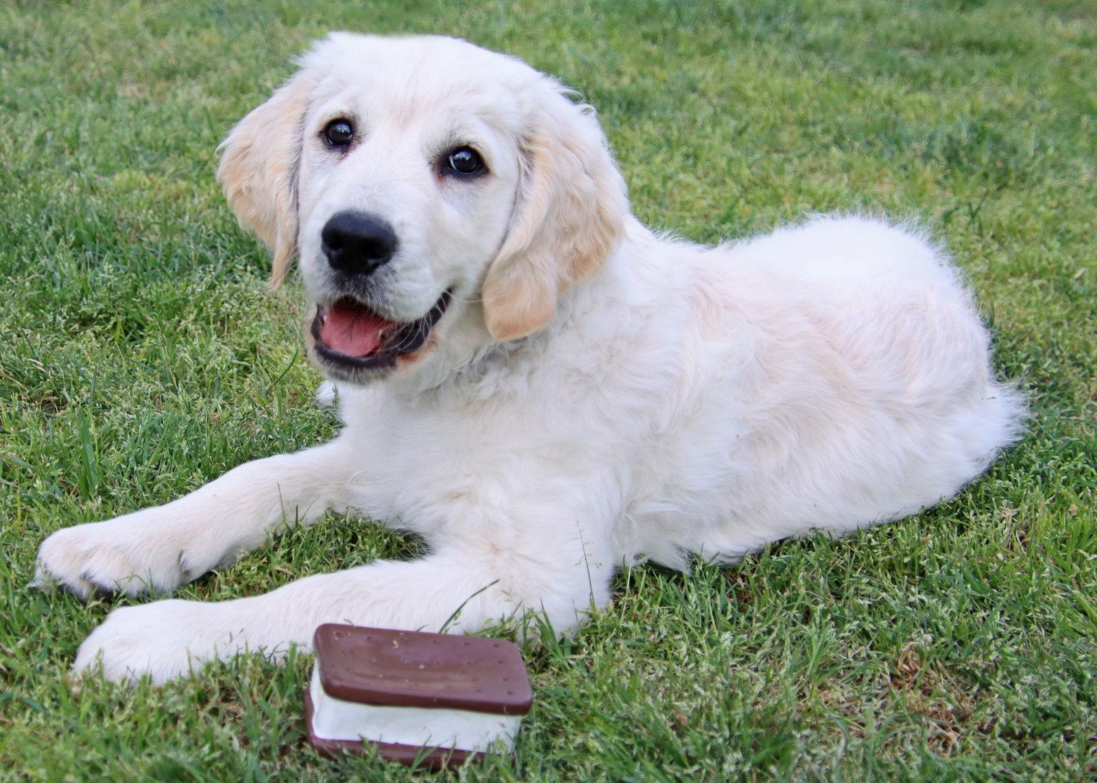 Pippen/Charlie, a Adopted Golden Retriever in Glendale, AZ image 2/3