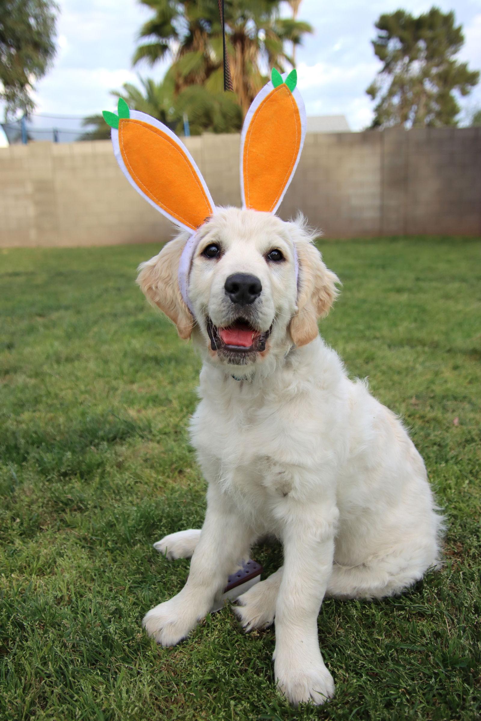 Pippen/Charlie, a Adopted Golden Retriever in Glendale, AZ image 3/3