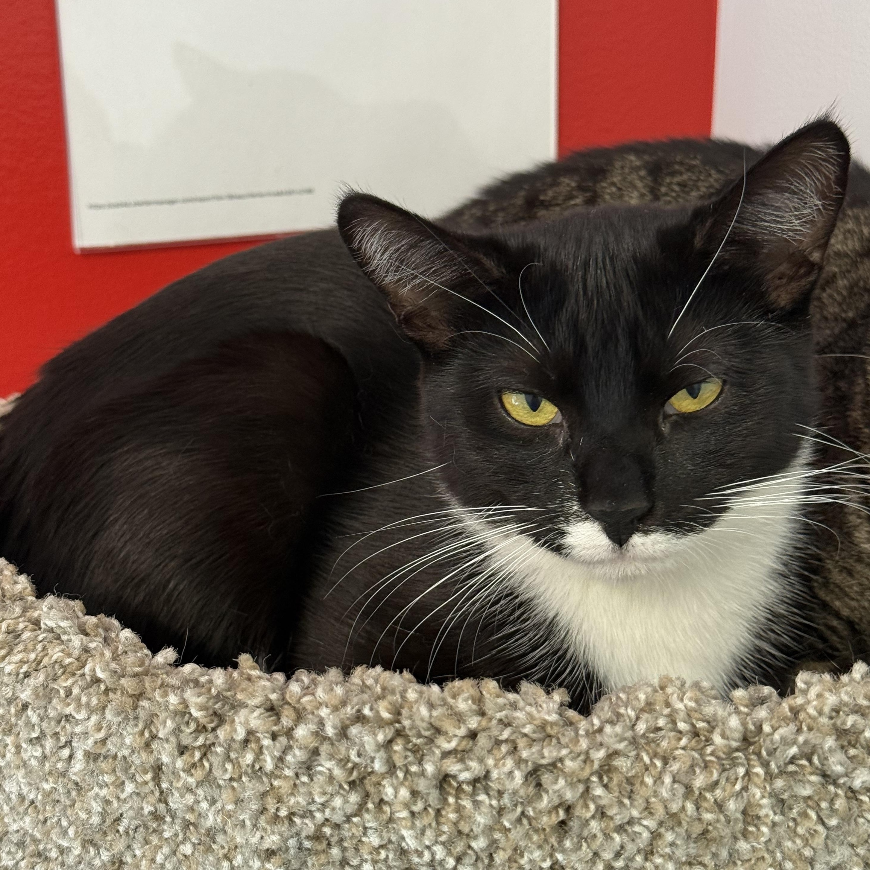 Enlarge Boss Nass, a Adoptable Domestic Short Hair in North Haven, CT image 2/2