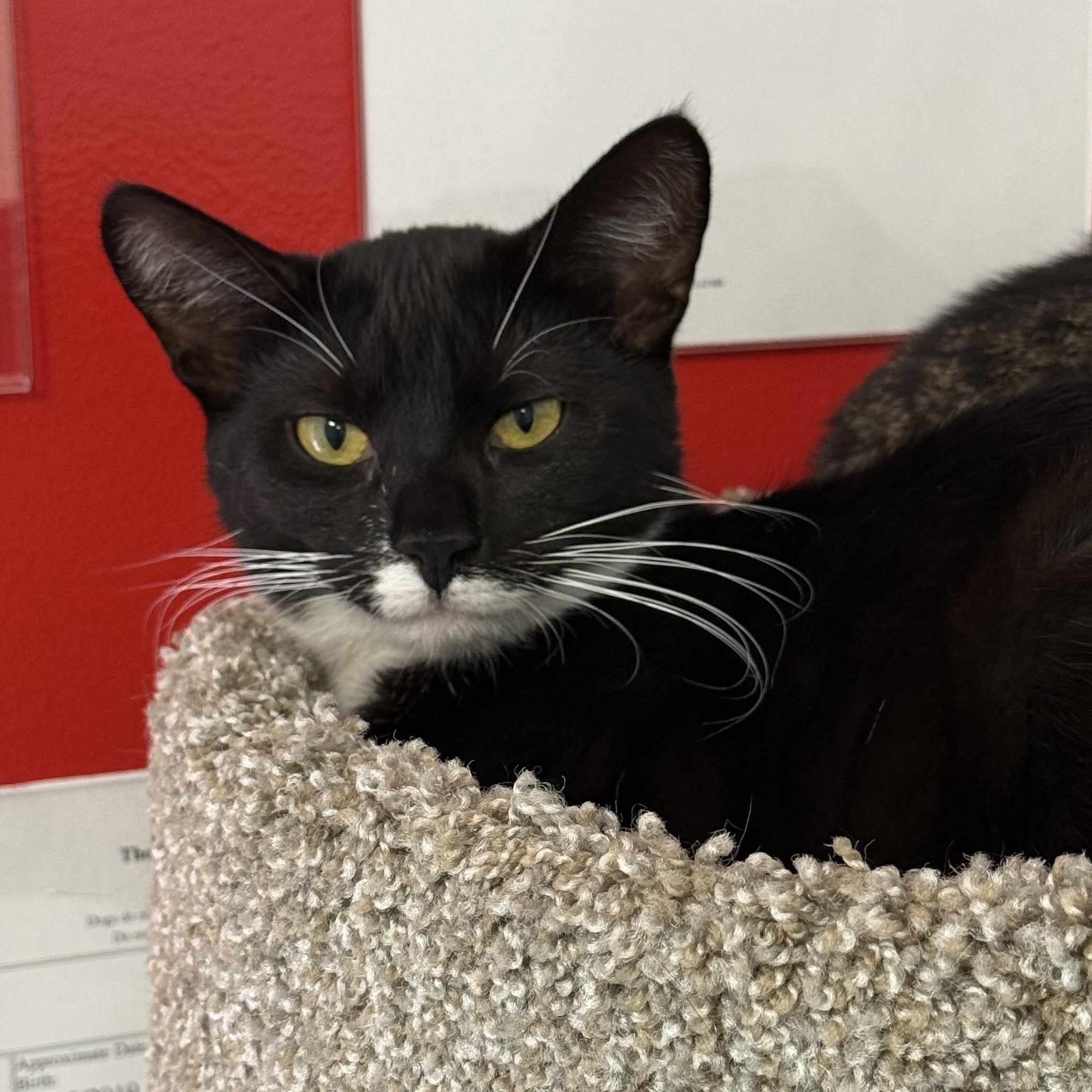 Boss Nass, Adoptable, Young Female Domestic Short Hair.