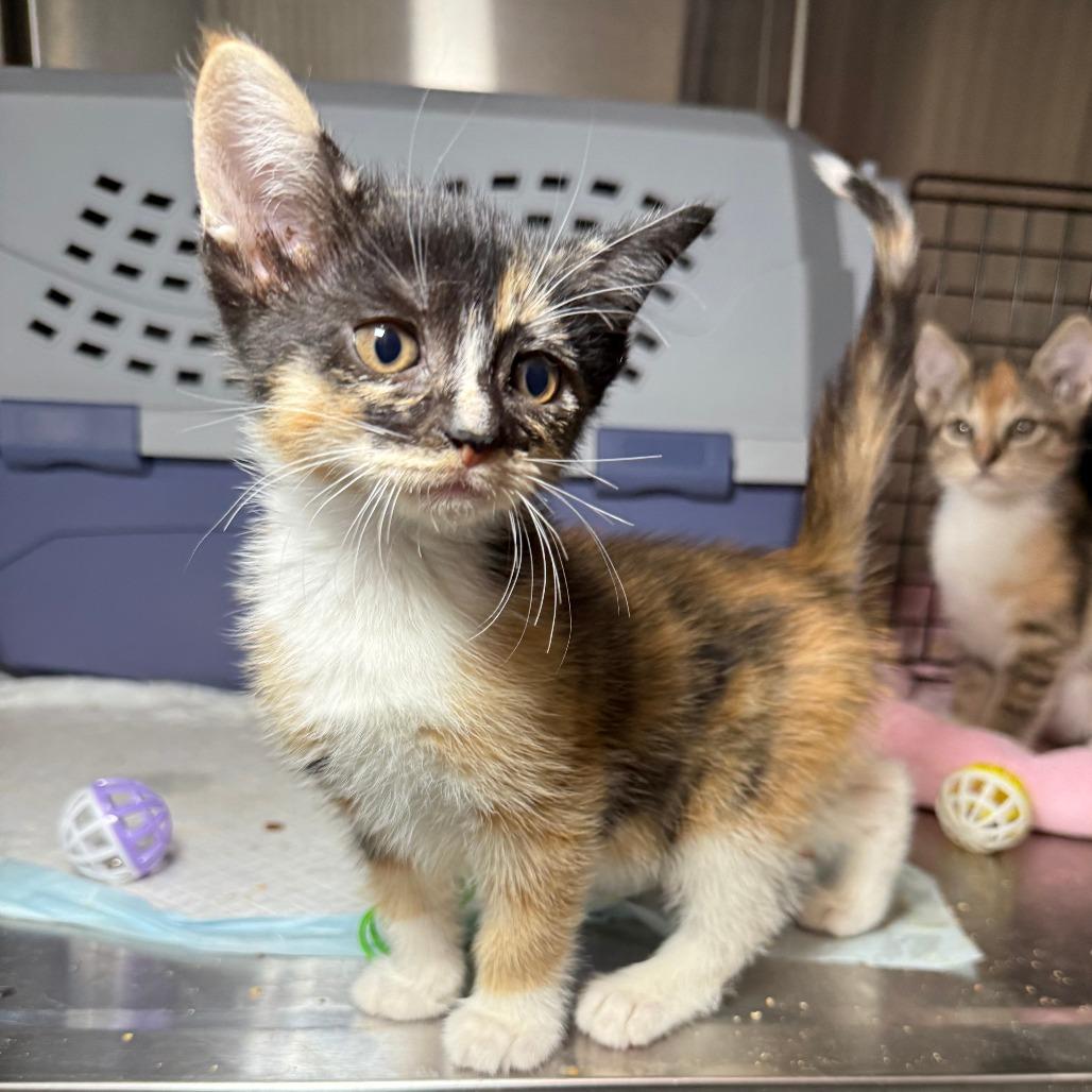 Petunia, adopted, Young Female Domestic Short Hair.