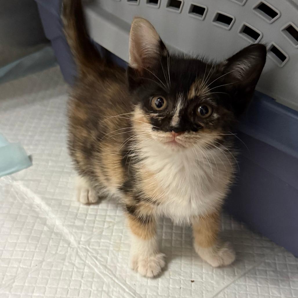 Enlarge Petunia, an adopted Domestic Short Hair in Parkland, FL image 2/2