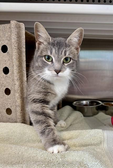 VU, Adoptable, Young Female Domestic Short Hair.