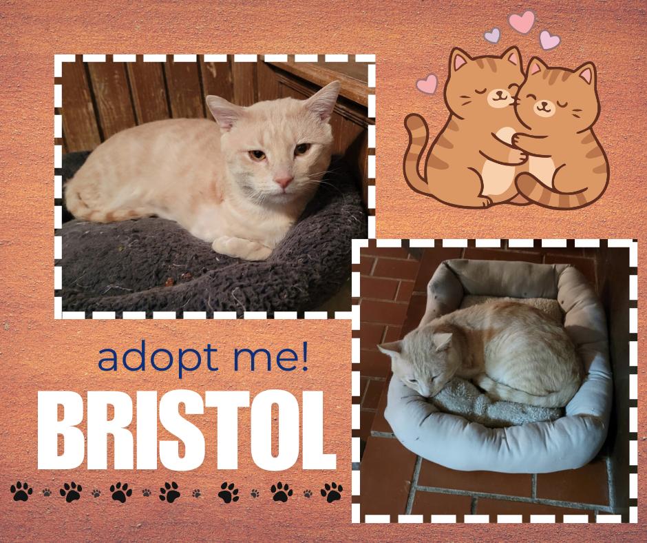Enlarge Bristol, an adopted American Shorthair in Paris, IL image 1/1