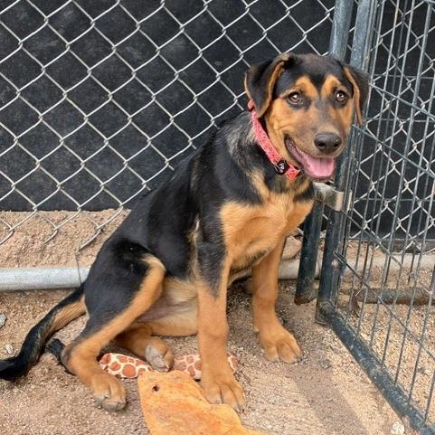 Pumpkin, Adoptable, Young Female Black Labrador Retriever & Rottweiler.
