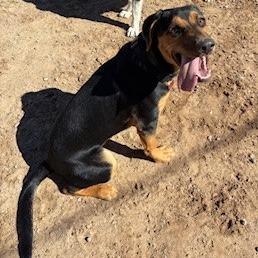 Enlarge Pumpkin, a Adoptable mixed breed in Bernalillo, NM image 2/6