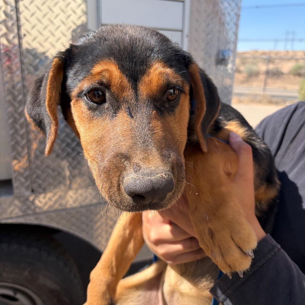 Enlarge Pumpkin, a Adoptable mixed breed in Bernalillo, NM image 2/3
