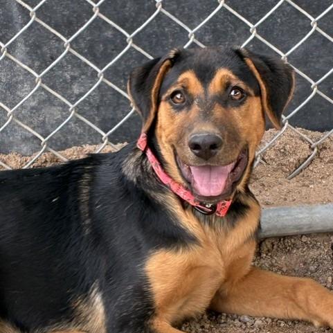Enlarge Pumpkin, a Adoptable mixed breed in Bernalillo, NM image 3/3