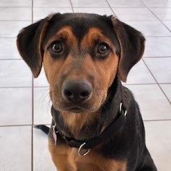 Enlarge Pumpkin, a Adoptable mixed breed in Bernalillo, NM image 5/6