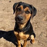 Enlarge Pumpkin, a Adoptable mixed breed in Bernalillo, NM image 6/6