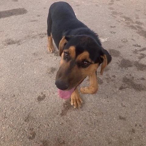 Enlarge Pumpkin, a Adoptable mixed breed in Bernalillo, NM image 4/4