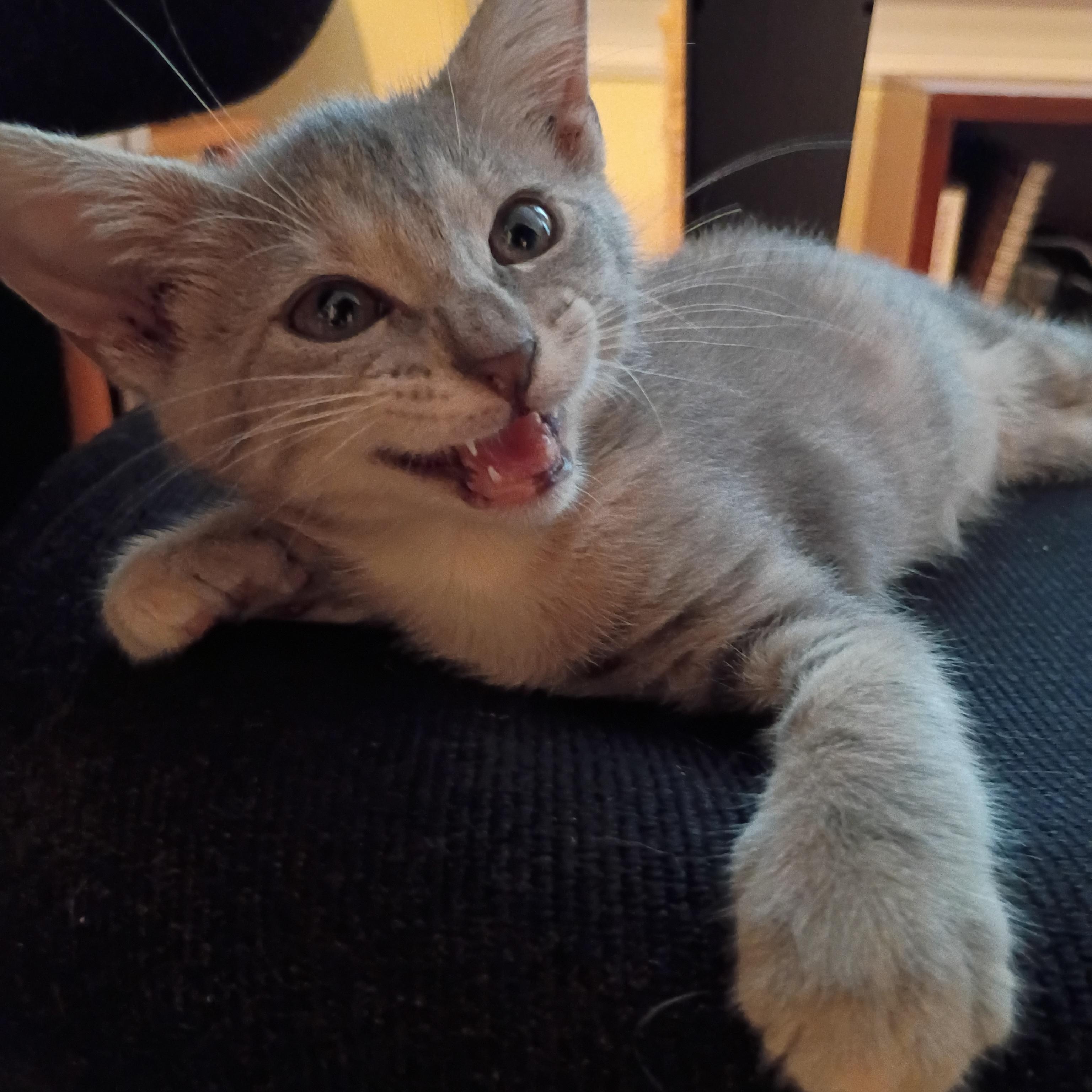Toulouse, a Adoptable Domestic Short Hair in Bordentown, NJ image 4/5