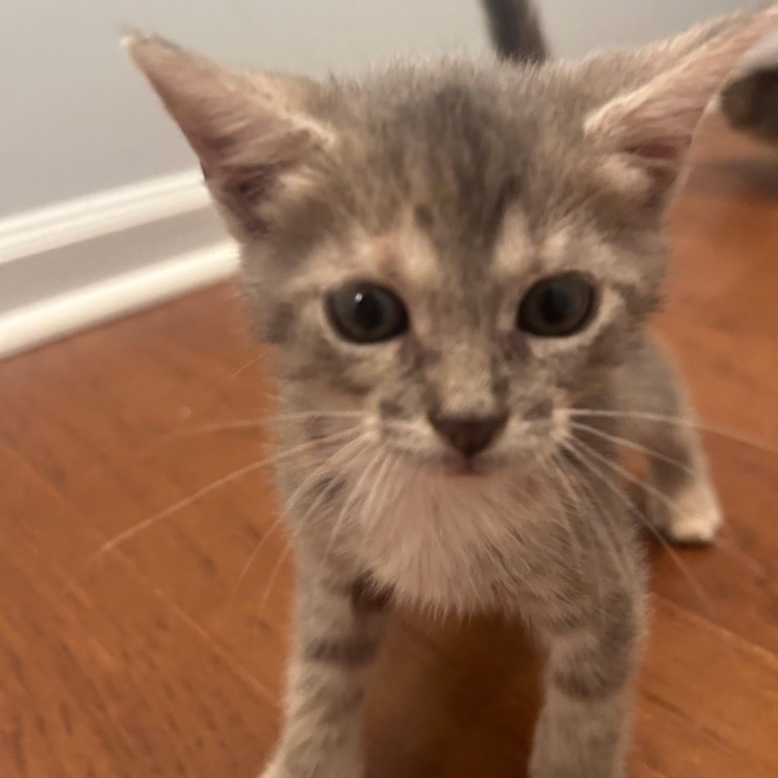 Toulouse, a Adoptable Domestic Short Hair in Bordentown, NJ image 5/5