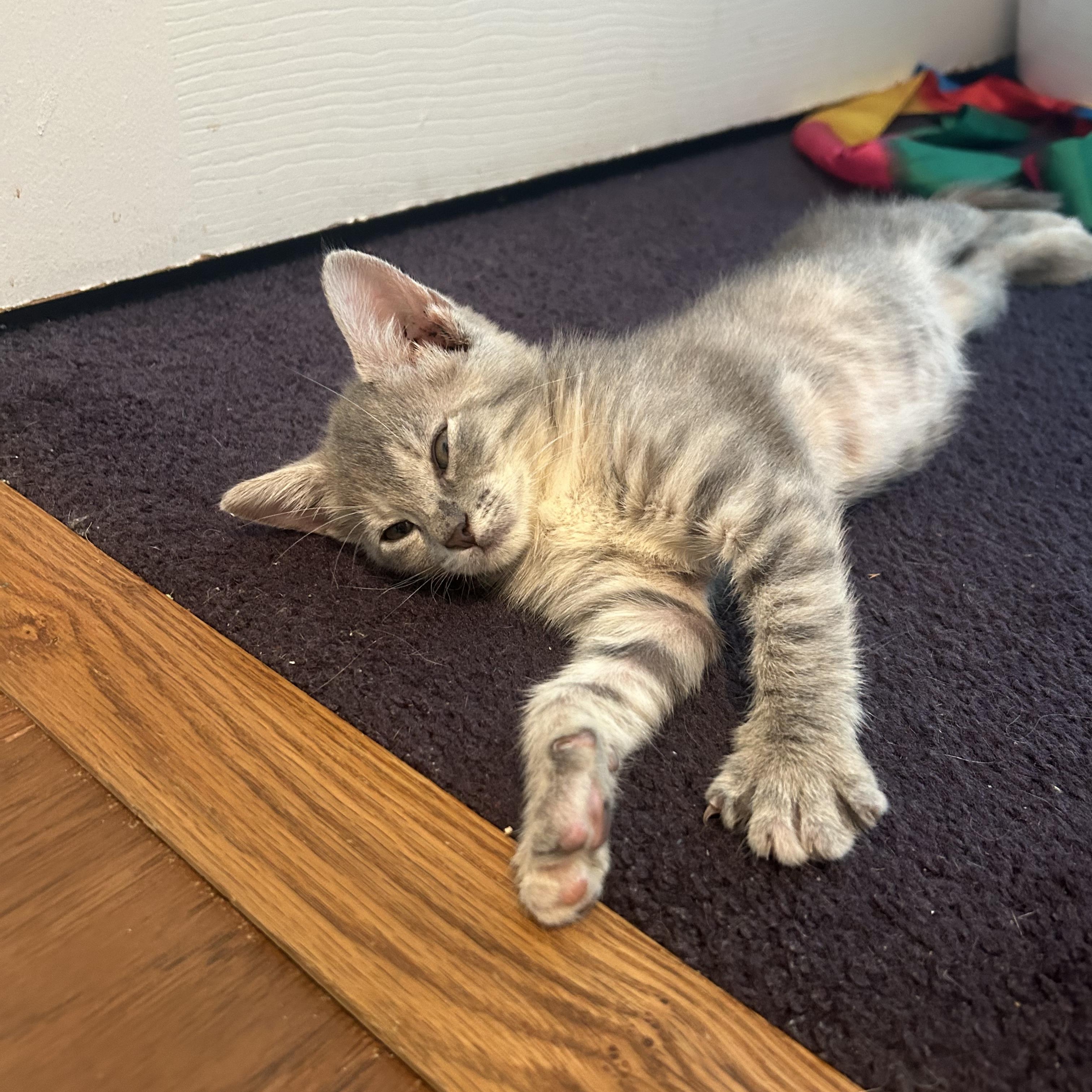 Toulouse, a Adoptable Domestic Short Hair in Bordentown, NJ image 3/5