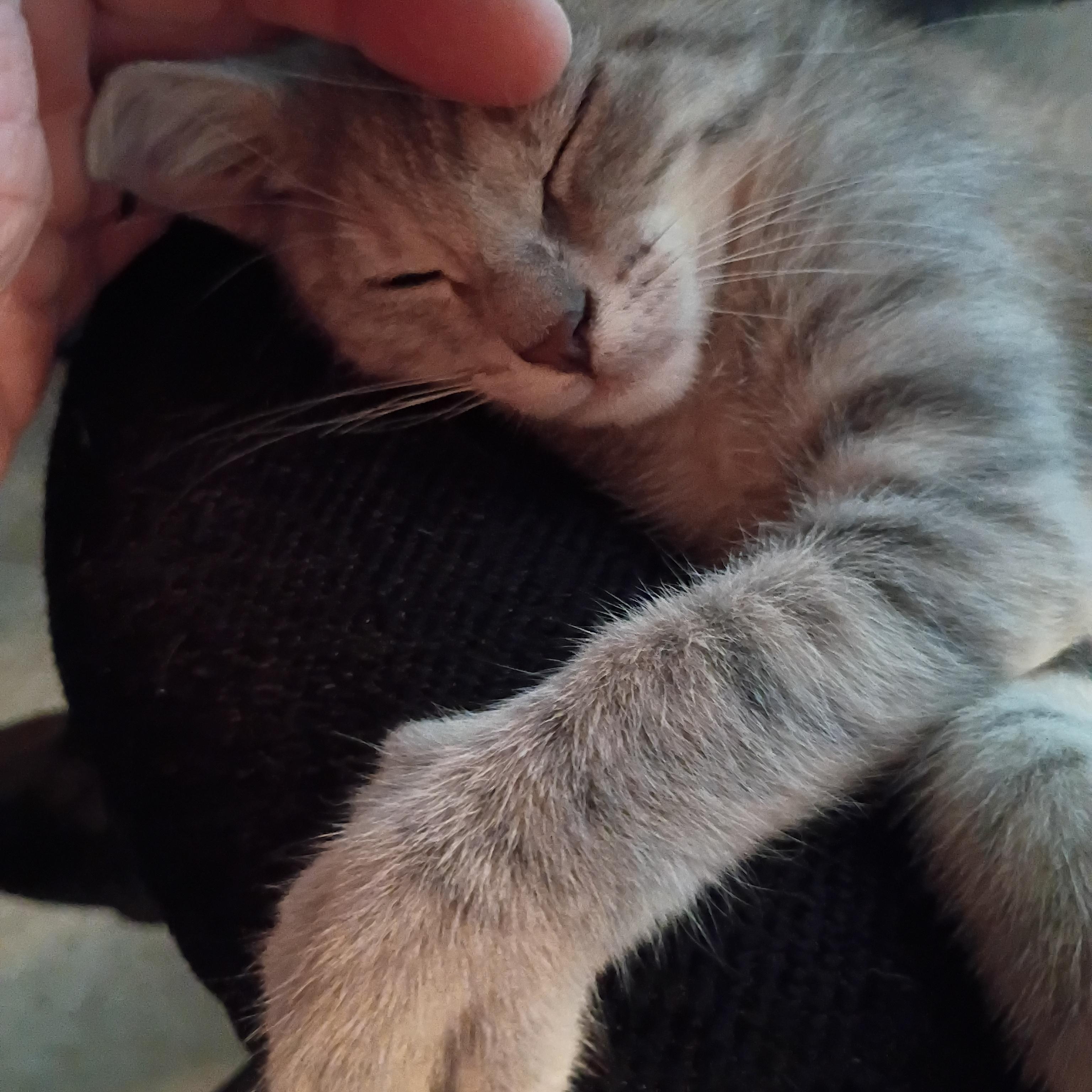 Toulouse, Adoptable, Kitten Female Domestic Short Hair.