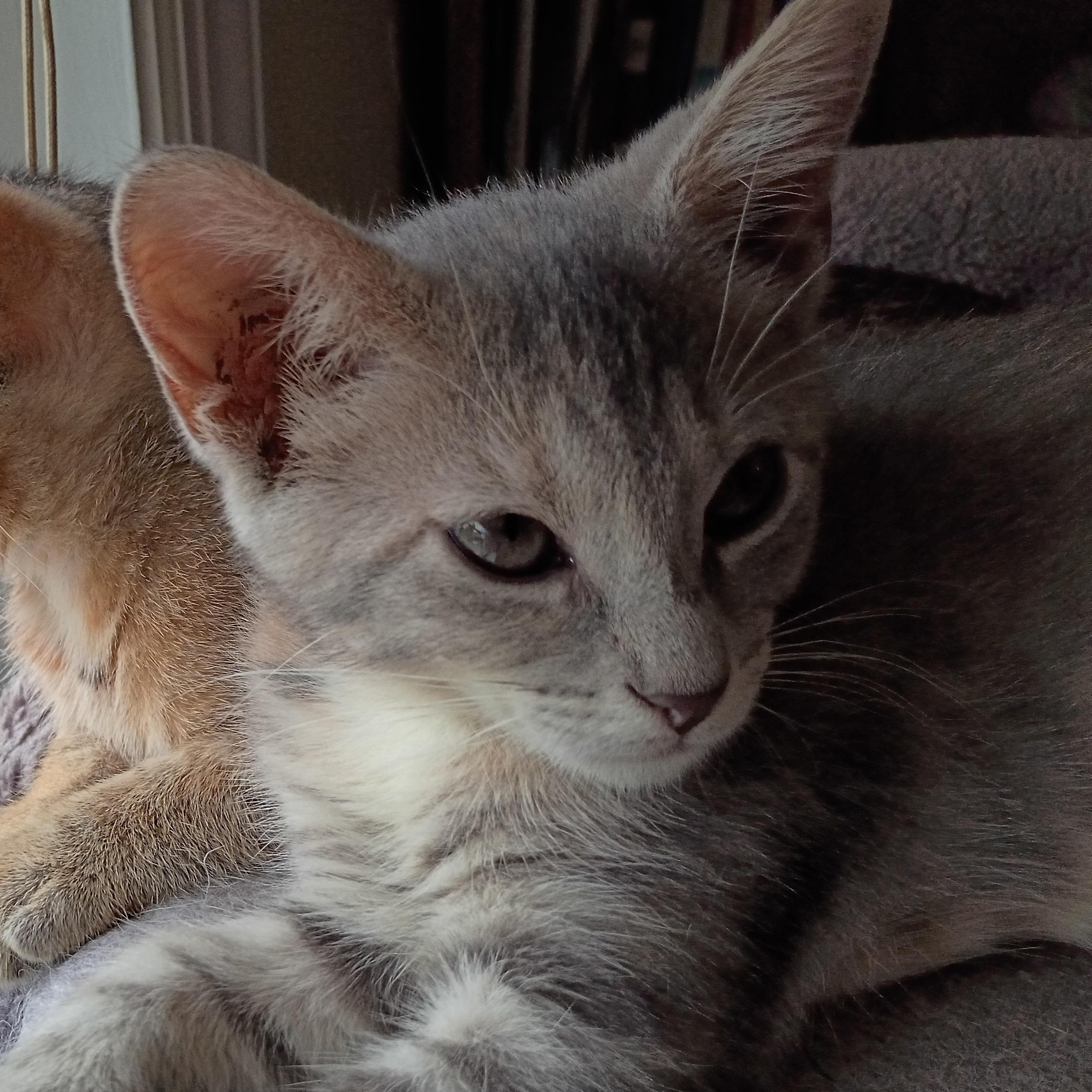 Toulouse, a Adoptable Domestic Short Hair in Bordentown, NJ image 2/5