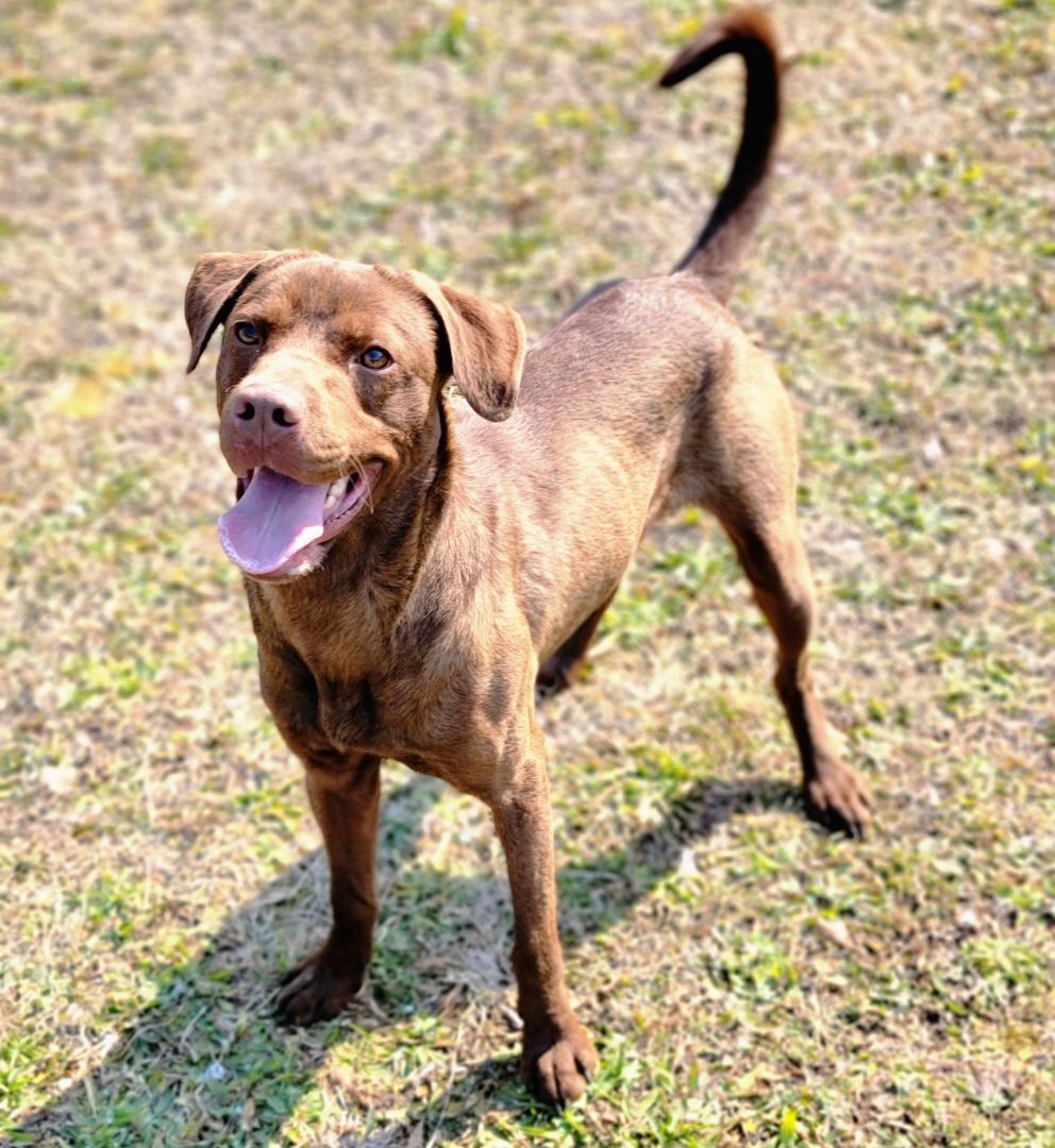 Russ, a Adoptable mixed breed in Anniston, AL image 2/12