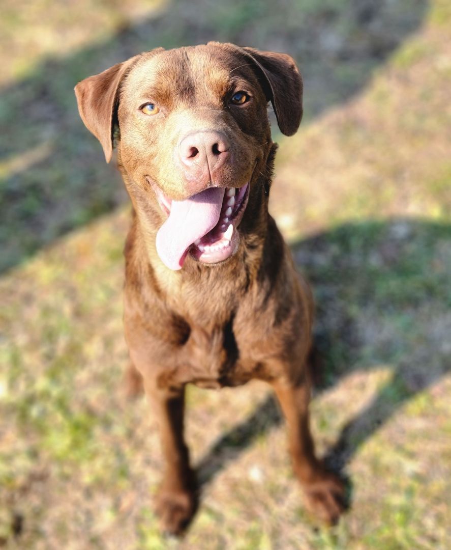 Russ, a Adoptable mixed breed in Anniston, AL image 3/12