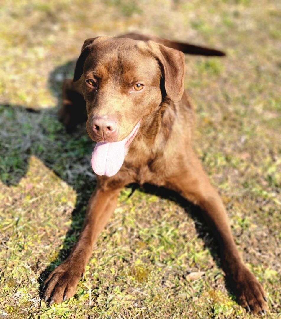 Russ, Adoptable, Adult Male Chesapeake Bay Retriever & Chocolate Labrador Retriever.