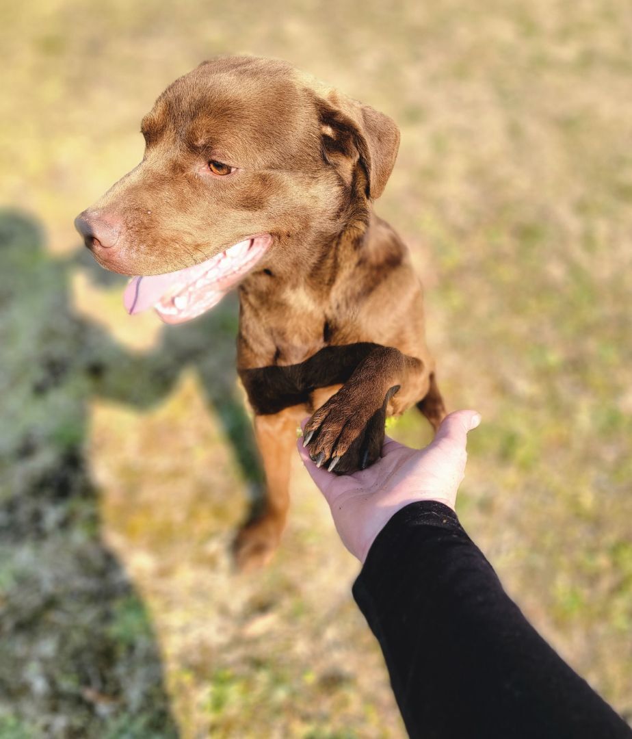 Russ, a Adoptable mixed breed in Anniston, AL image 5/12