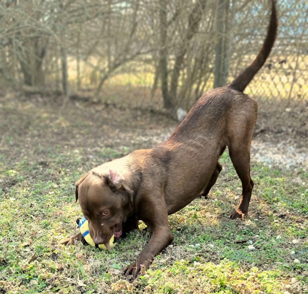 Russ, a Adoptable mixed breed in Anniston, AL image 6/12