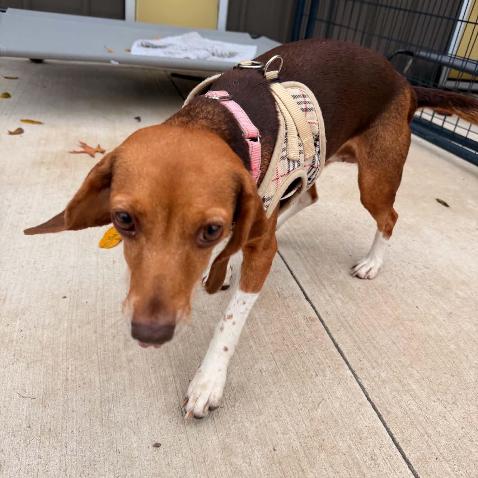 Princess, Adoptable, Adult Female Beagle.