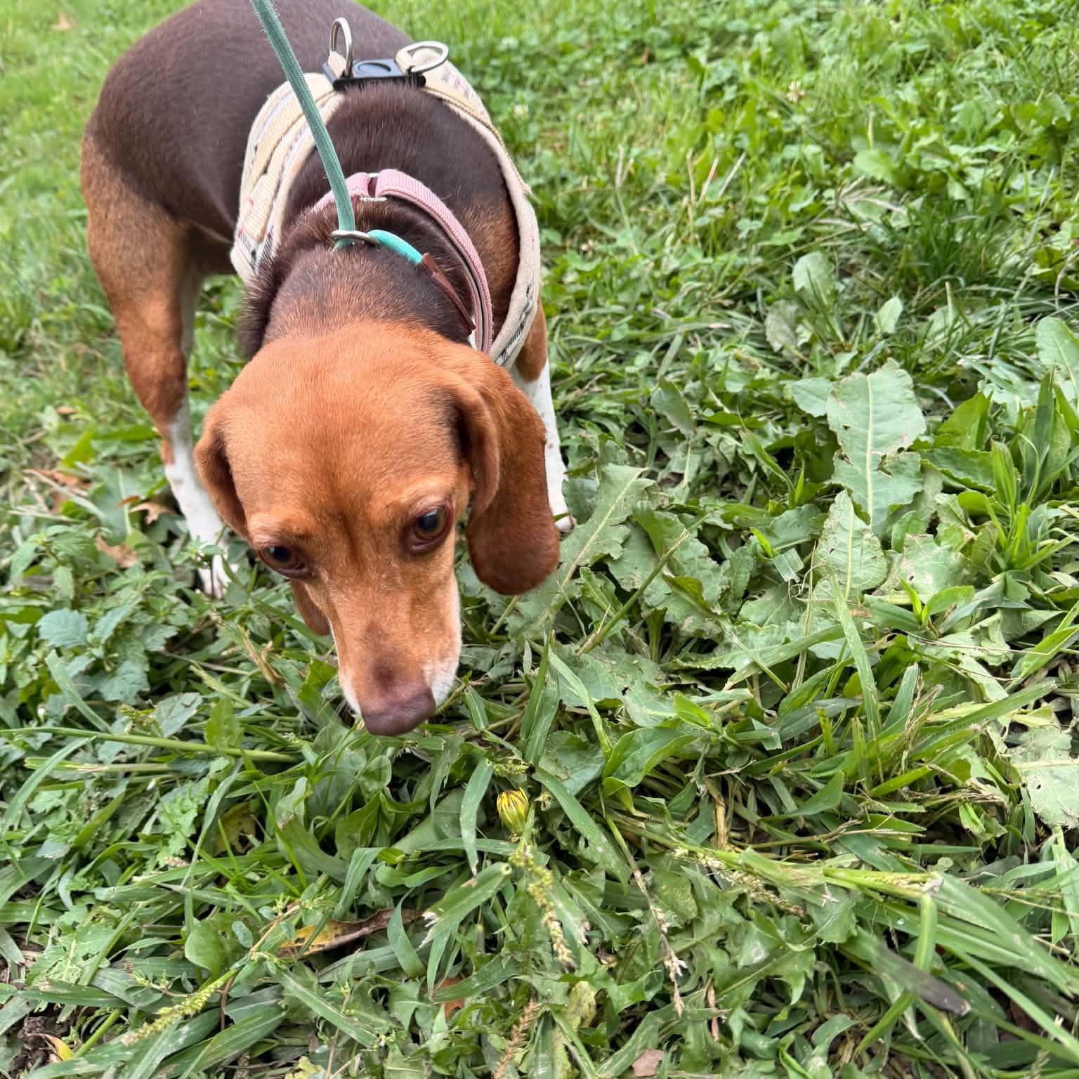 Enlarge Princess, a Adoptable Beagle in Salem, OH image 2/2
