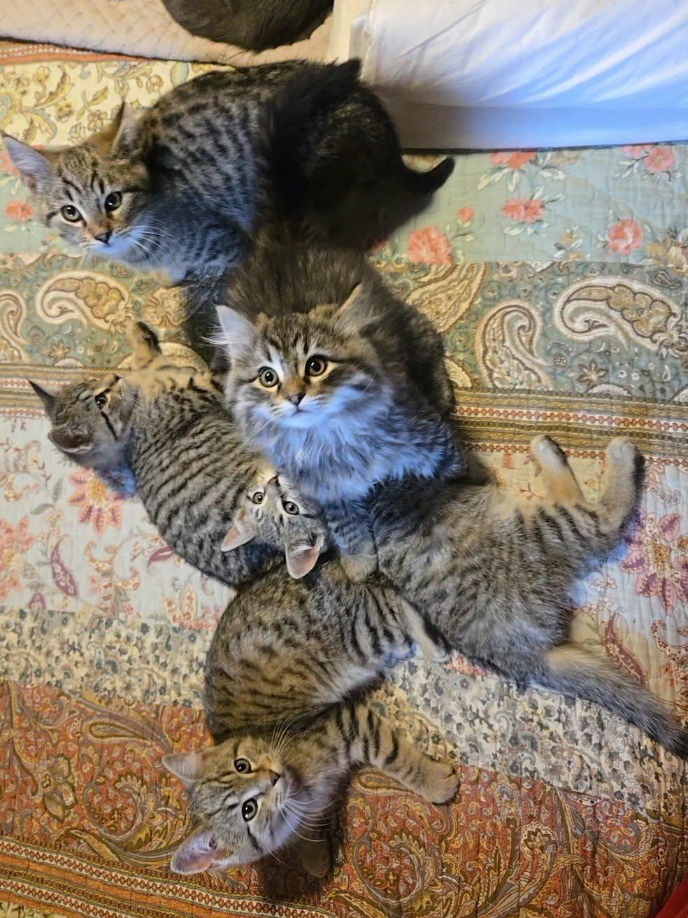 Enlarge Rufus, a Adoptable Domestic Short Hair in Sicklerville , NJ image 2/3