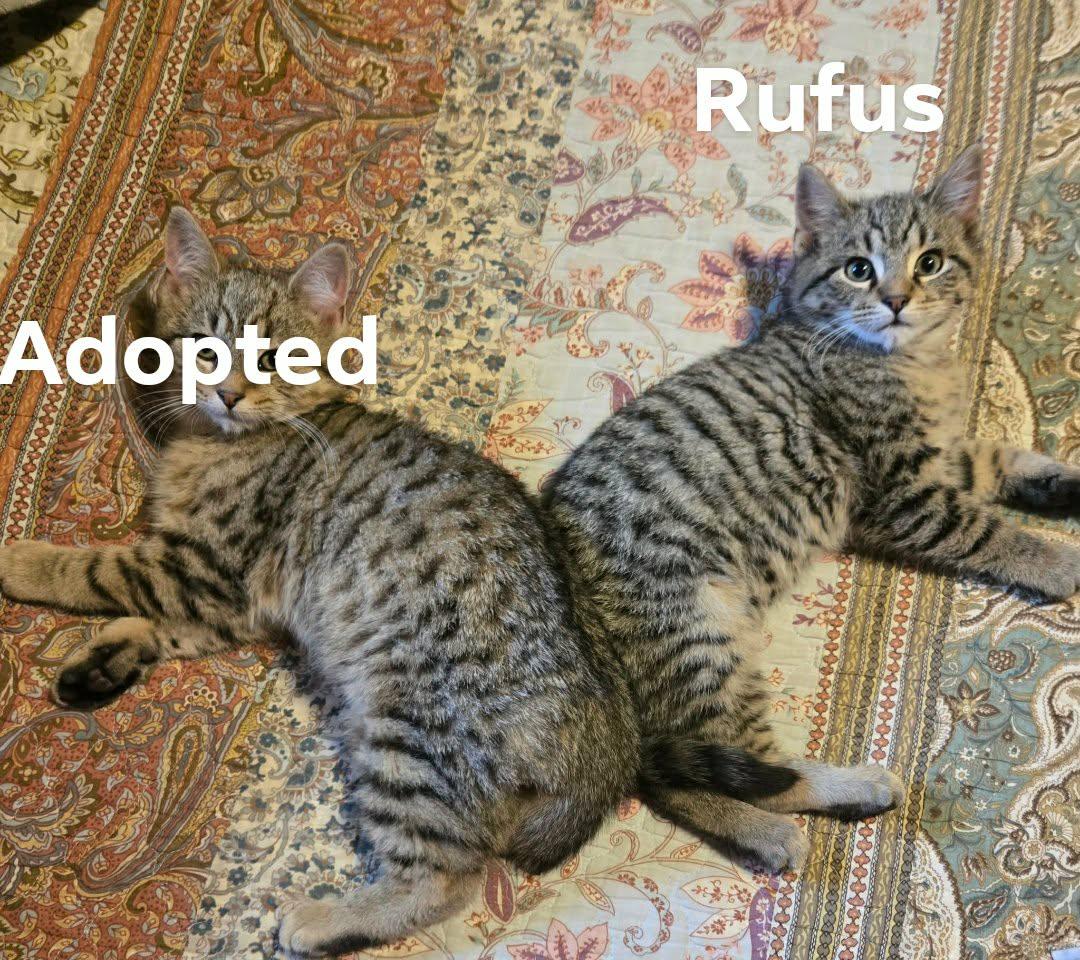 Enlarge Rufus, a Adoptable Domestic Short Hair in Sicklerville , NJ image 3/3