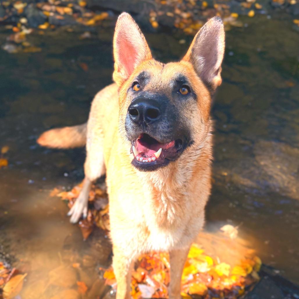 Enlarge Seyvaro, a Adoptable German Shepherd Dog in Milford, NY image 1/1