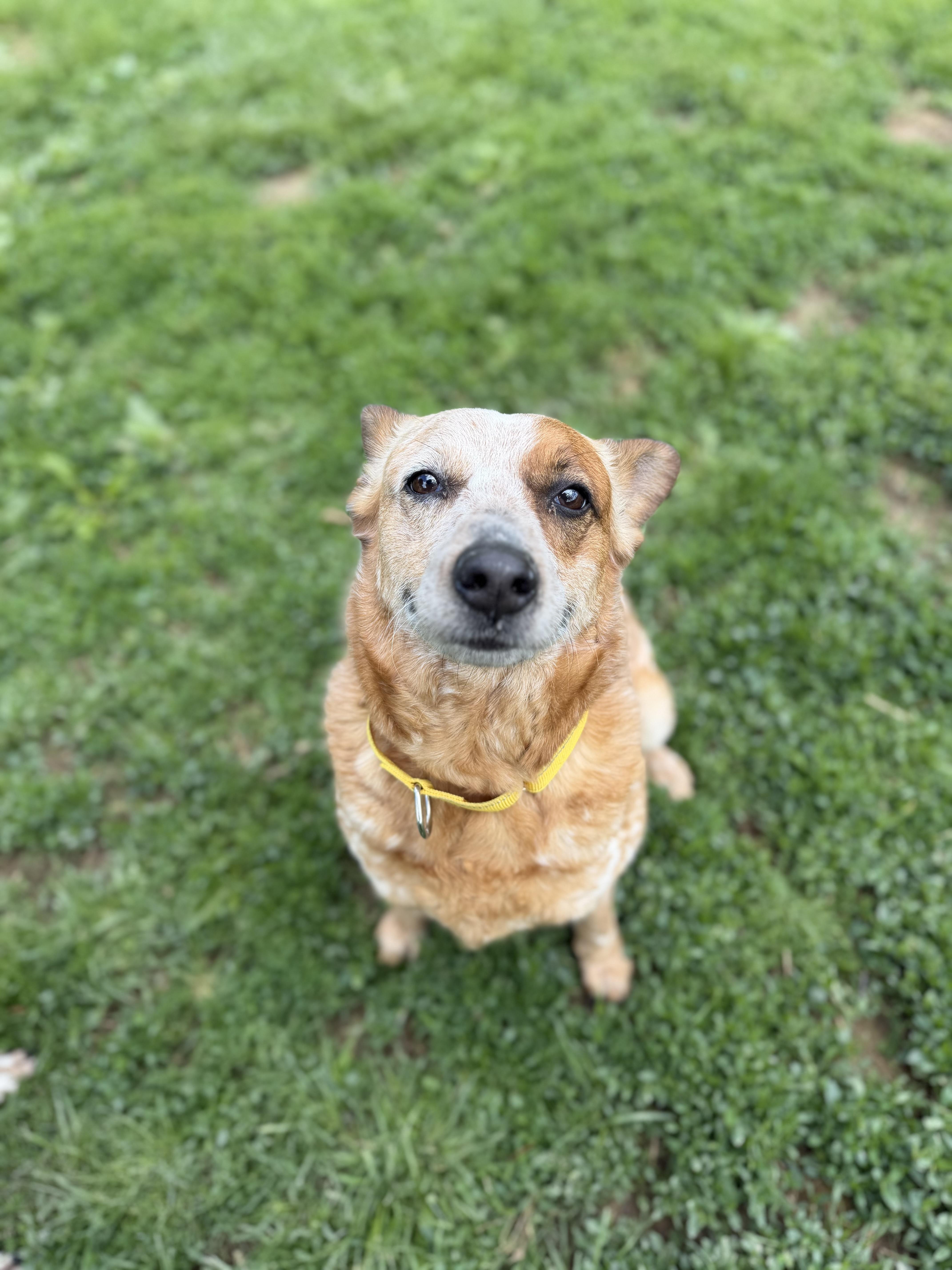 Chili, Adoptable, Adult Female Cattle Dog.