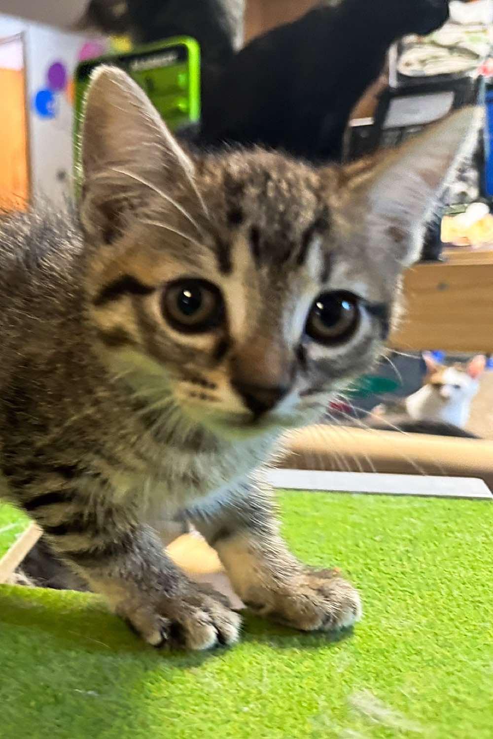 Hazel, an adoptable Domestic Short Hair in Sioux Falls, SD, 57101 | Photo Image 4